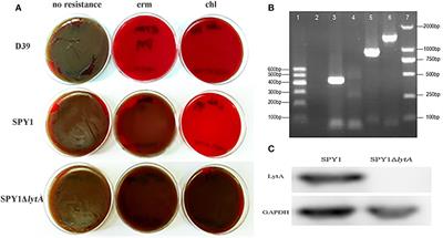 Streptococcus pneumoniae Attenuated Strain SPY1 with an Artificial Mineral Shell Induces Humoral and Th17 Cellular Immunity and Protects Mice against Pneumococcal Infection
